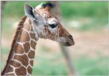 Baby Giraffe