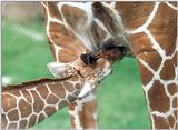 Re: Baby Giraffe