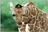 Re: Baby Giraffe