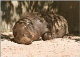400 pounds of sweetness - Baby Hippo at Wilhelma Zoo - more of these to come
