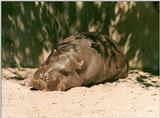Pure sweetness - Baby Hippo in Wilhelma Zoo - Found #3 and #4 of the series