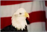 Bald Eagle (Haliaeetus leucocephalus)1