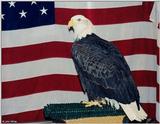 Bald Eagle (Haliaeetus leucocephalus)2