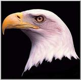 My own custumized wall papers, in JPG format - baldeagl.jpg (1/1)