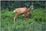 Bambi-and-Mum
