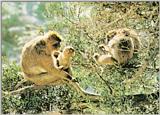 Barbary macaque (J01)