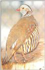 Barbary Partridge