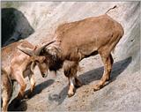 Hagenbeck Zoo - Barbary Sheep 