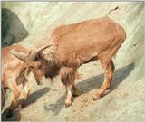 Another rescan/repost - Barbary sheep in Hagenbeck Zoo
