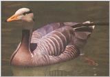 Barhead Goose