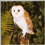 Barn-Owl