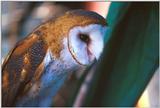 Barn Owl