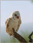 Re: Barn Owl