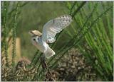 Barn Owl