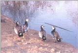 Waterfowl - Barnacle Geese