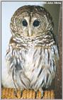 Barred Owl