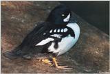 Barrow's Goldeneye