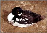 ...(A few Birds (see filename for species) [1/3] - Barrow's Goldeneye  (Bucephala islandica).jpg (1