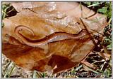 Slender Salamander