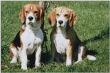 Beagles