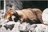 Re: Anyone have bear pictures???  TIA