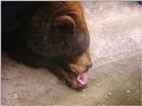 bear