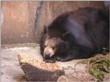 bears 0212