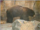 bears 528