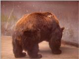 bears 530