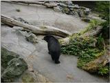 bear 534