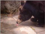 bear 535