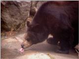 bear 536