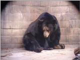 bear 566