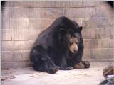 bear 567