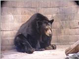 bear 568