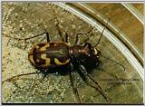 Beautiful Tiger Beetle - ktatlow@xta.com