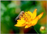 Birds 'N Bees