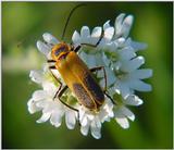 Cute bug on flower