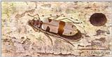 Art by Hermann Fey Beetle10.jpg (1/1) 92260 bytes