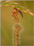 Bealtle has Caterpillar