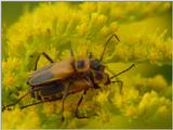Mating Bugs