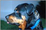 Rotten Rottie