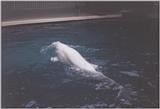 Mystic, CT: beluga.jpg - beluga whale, white whale (Delphinapterus leucas)