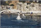 Mystic Marinelife Aquarium: belugas3.jpg - beluga, white whale (Delphinapterus leucas)