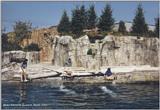 Mystic Marinelife Aquarium: belugas4.jpg