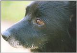 Schipperke 3