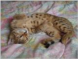 Cat will not leave the bed
