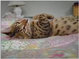 I woke my Cat