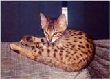 Bengal Kitty