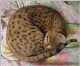 Cat ball